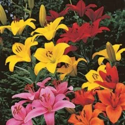 Lilium True Colors Mix For Naturalizing -Planticaa Sales Store x600 21523