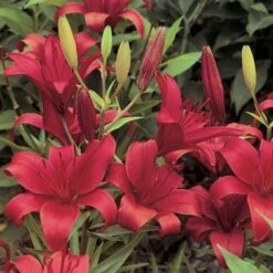 Lilium True Colors Mix For Naturalizing -Planticaa Sales Store x600 21524
