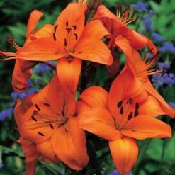 Lilium True Colors Mix For Naturalizing -Planticaa Sales Store x600 21525