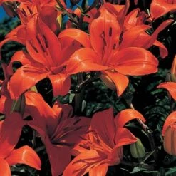 Lilium True Colors Mix For Naturalizing -Planticaa Sales Store x600 21526