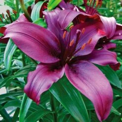 Lilium True Colors Mix For Naturalizing -Planticaa Sales Store x600 21527