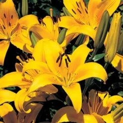 Lilium True Colors Mix For Naturalizing -Planticaa Sales Store x600 21528