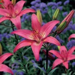 Lilium True Colors Mix For Naturalizing -Planticaa Sales Store x600 21529