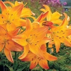 Lilium True Colors Mix For Naturalizing -Planticaa Sales Store x600 21530