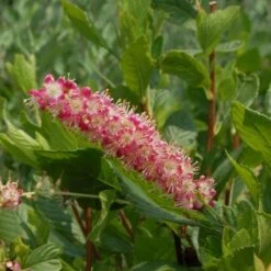 Clethra Alnifolia 'Ruby Spice' -Planticaa Sales Store x600 21535