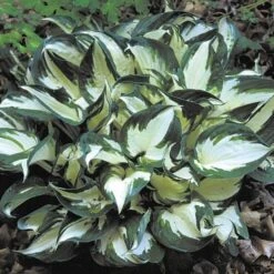 Hosta 'Fire And Ice' -Planticaa Sales Store x600 21547
