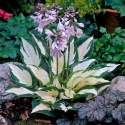 Hosta 'Fire And Ice' -Planticaa Sales Store x600 21548