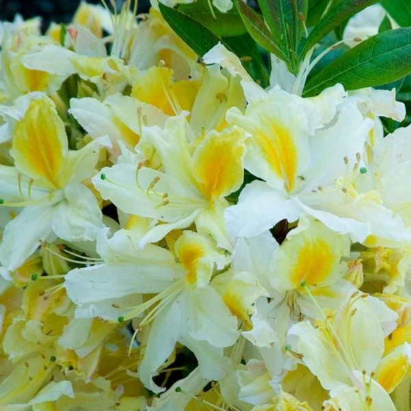 Azalea 'Northern Hi-Lights' 4 Azalea 'Northern Hi-Lights' - Image 2