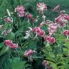 Lilium Speciosum Rubrum 1 Lilium Speciosum Rubrum -Planticaa Sales Store x600 21591