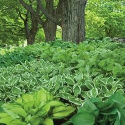 Starter Shade Collection -Planticaa Sales Store x600 21605