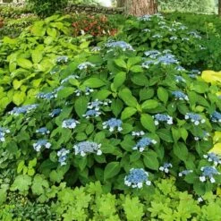 Hydrangea Serrata 'Blue Billow' -Planticaa Sales Store x600 21607