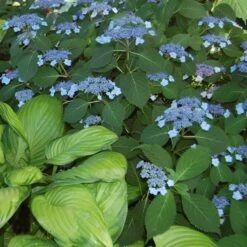 Hydrangea Serrata 'Blue Billow' -Planticaa Sales Store x600 21608