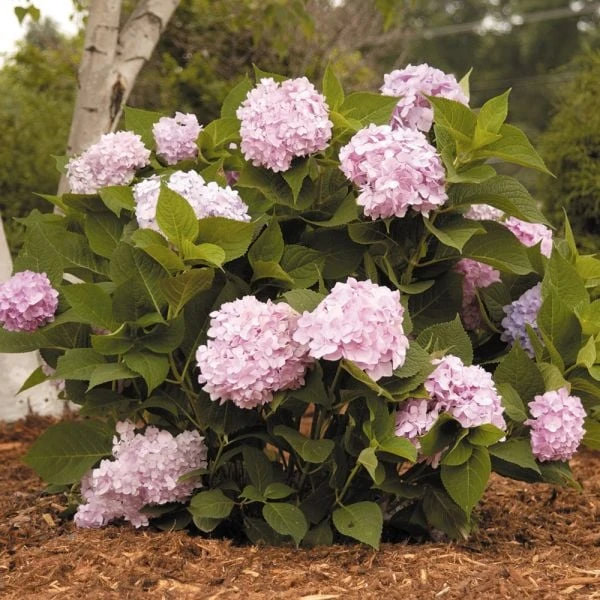 Hydrangea Macrophylla Endless Summer® 3 Hydrangea Macrophylla Endless Summer®