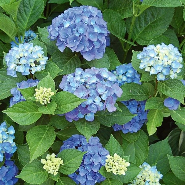 Hydrangea Macrophylla Endless Summer® 4 Hydrangea Macrophylla Endless Summer® - Image 2
