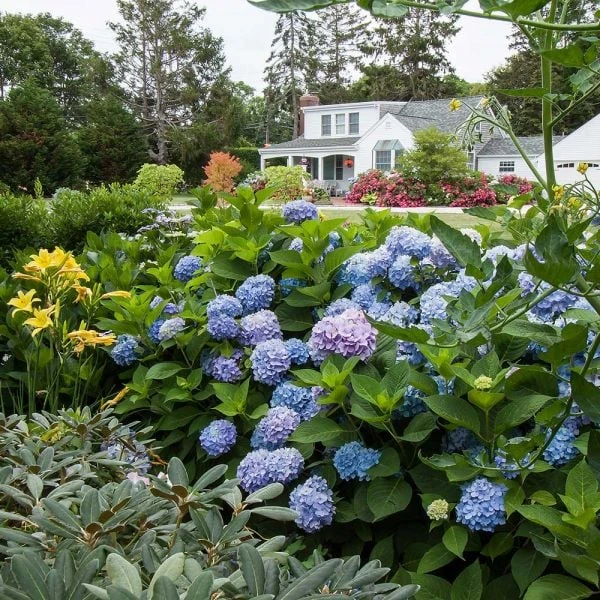 Hydrangea Macrophylla Endless Summer® 5 Hydrangea Macrophylla Endless Summer® - Image 3