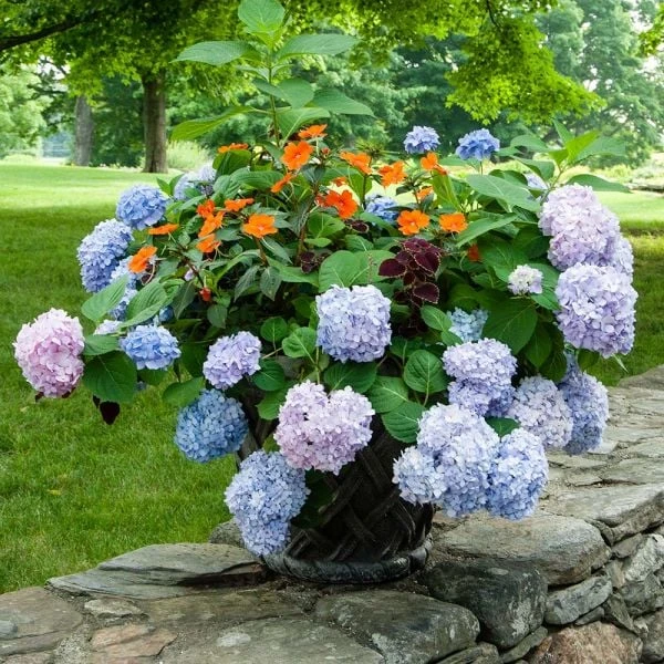 Hydrangea Macrophylla Endless Summer® 6 Hydrangea Macrophylla Endless Summer® - Image 4