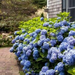 Hydrangea Macrophylla Endless Summer® 14 Hydrangea Macrophylla Endless Summer® -Planticaa Sales Store x600 21614