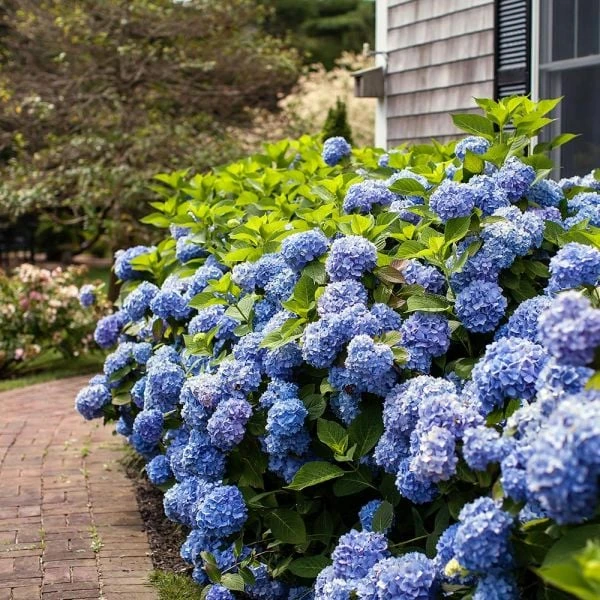 Hydrangea Macrophylla Endless Summer® 7 Hydrangea Macrophylla Endless Summer® - Image 5