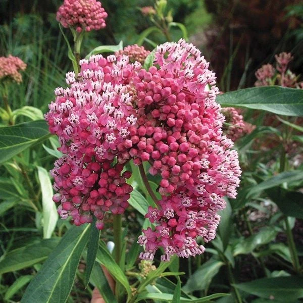 Asclepias Incarnata 'Cinderella' 4 Asclepias Incarnata 'Cinderella' - Image 2