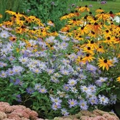 Aster X Frikartii 'Mönch' 9 Aster X Frikartii 'Mönch' -Planticaa Sales Store x600 21622