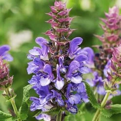 Long-Season Hummingbird Garden 17 Long-Season Hummingbird Garden -Planticaa Sales Store x600 21627