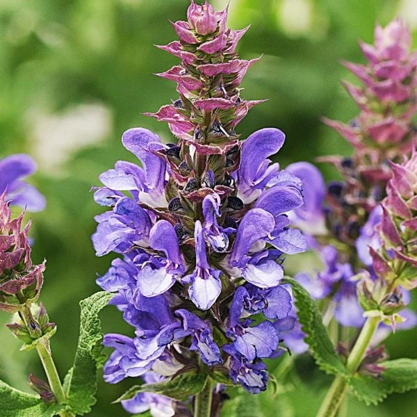 Long-Season Hummingbird Garden 9 Long-Season Hummingbird Garden - Image 7