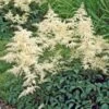 Astilbe X Arendsii 'Bridal Veil' 1 Astilbe X Arendsii 'Bridal Veil' -Planticaa Sales Store x600 21641