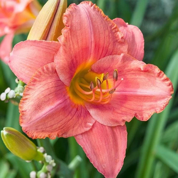 Hemerocallis (Daylily) 'South Seas' - Reblooming 4 Hemerocallis (Daylily) 'South Seas' - Reblooming - Image 2