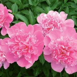 Peony 'Monsieur Jules Elie' -Planticaa Sales Store x600 21754