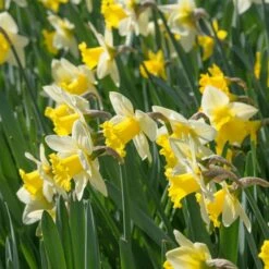 Narcissus 'Cornish King' -Planticaa Sales Store x600 21764
