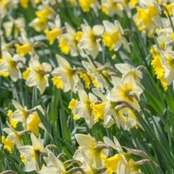 Narcissus 'Cornish King' -Planticaa Sales Store x600 21765
