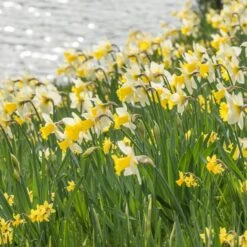 Narcissus 'Cornish King' -Planticaa Sales Store x600 21766