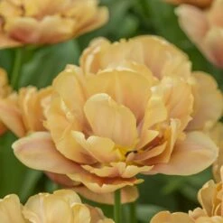 Tulip 'La Belle Epoque' -Planticaa Sales Store x600 21868