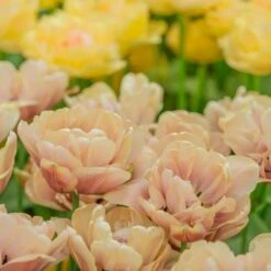 Tulip 'La Belle Epoque' -Planticaa Sales Store x600 21869