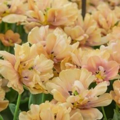 Tulip 'La Belle Epoque' -Planticaa Sales Store x600 21871