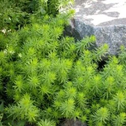 Sedum Rupestre 'Angelina' -Planticaa Sales Store x600 21901