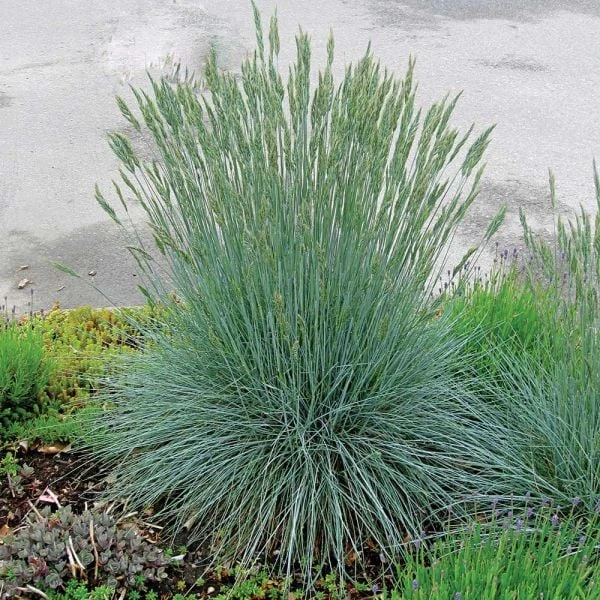 Ornamental Grass: Festuca Glauca Beyond Blue™ 3 Ornamental Grass: Festuca Glauca Beyond Blue™