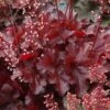 Heuchera Forever® Red -Planticaa Sales Store x600 21914