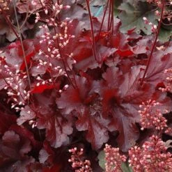 Heuchera Forever® Red