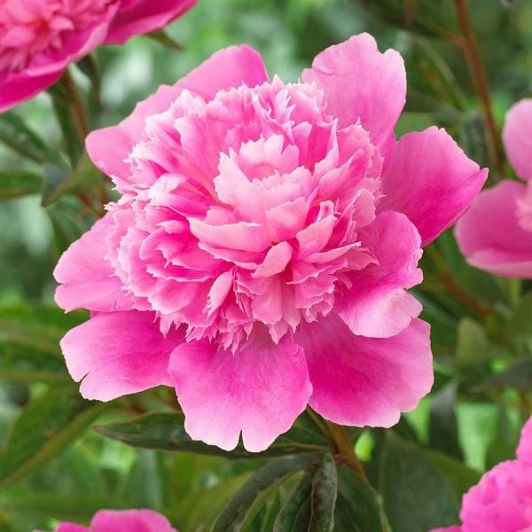 Peony 'Bouquet Perfect' 4 Peony 'Bouquet Perfect' - Image 2