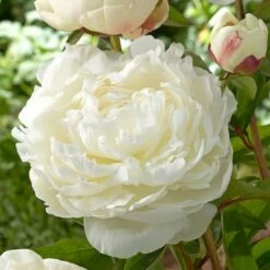 Peony 'Elsa Sass' -Planticaa Sales Store x600 21933