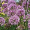 Allium 'Millenium' -Planticaa Sales Store x600 21950