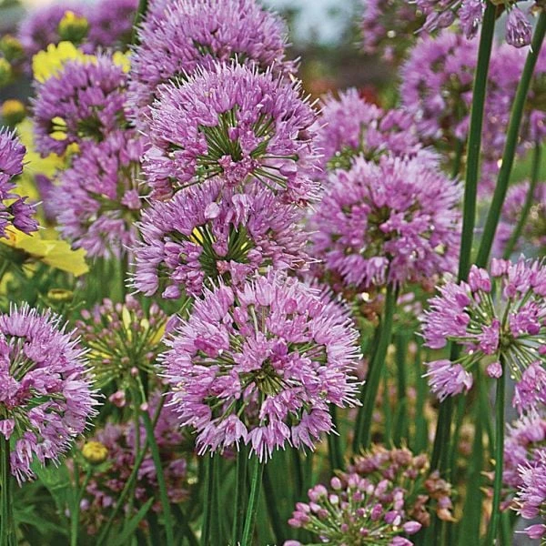 Allium 'Millenium' 3 Allium 'Millenium'