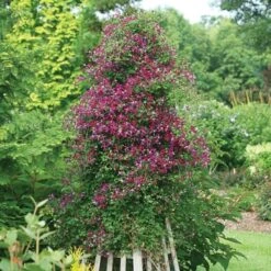 Clematis 'Sweet Summer Love' -Planticaa Sales Store x600 22004