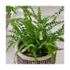 Lemon Button Fern Trio In Togo Pots -Planticaa Sales Store x600 22041