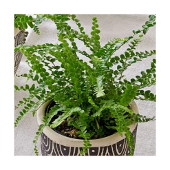 Lemon Button Fern Trio In Togo Pots