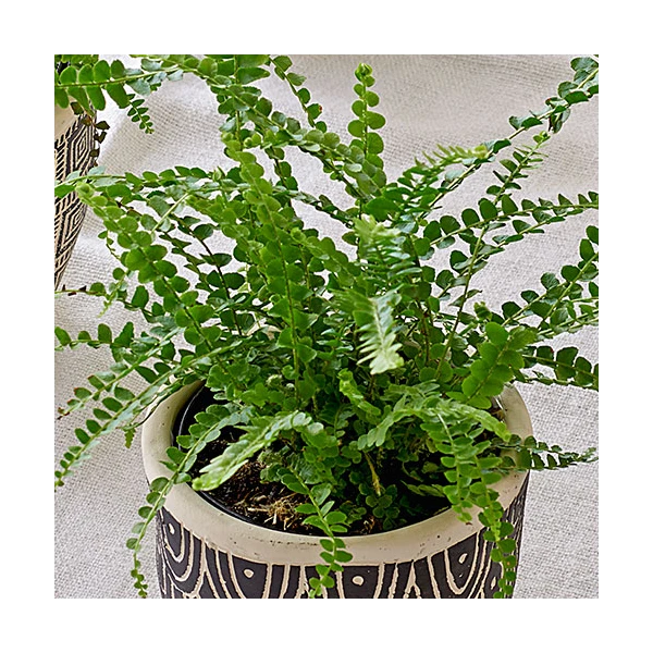 Lemon Button Fern Trio In Togo Pots 3 Lemon Button Fern Trio In Togo Pots