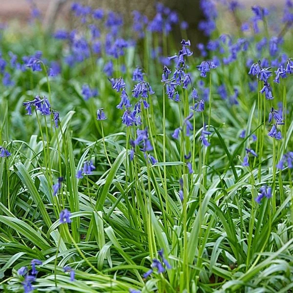 Pollinator Bulb Collection 9 Pollinator Bulb Collection - Image 7