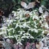 Galanthus Nivalis -Planticaa Sales Store x600 22088