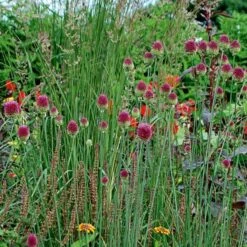 Allium Sphaerocephalon -Planticaa Sales Store x600 22112